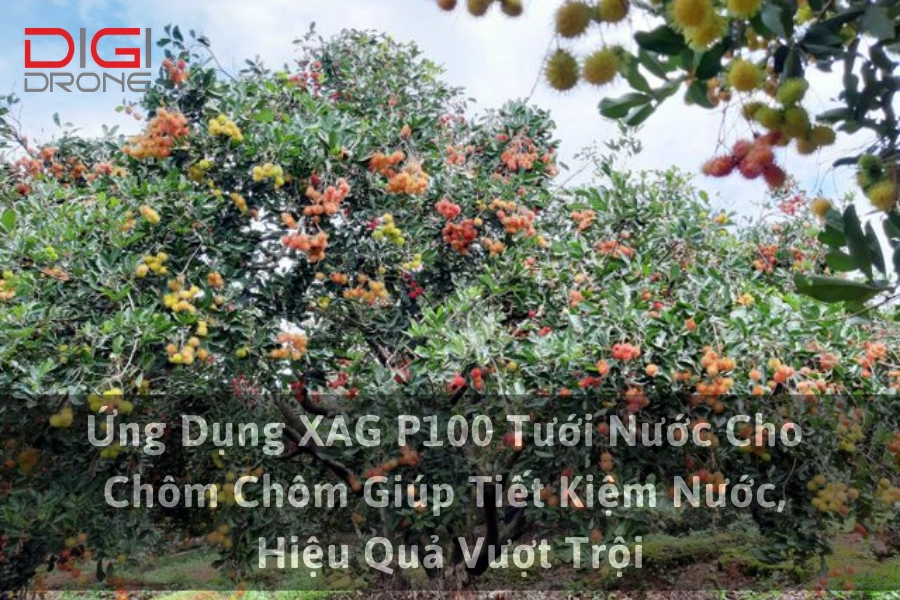 Ứng Dụng XAG P100 Tưới Nước Cho Chôm Chôm Giúp Tiết Kiệm Nước, Hiệu Quả Vượt Trội