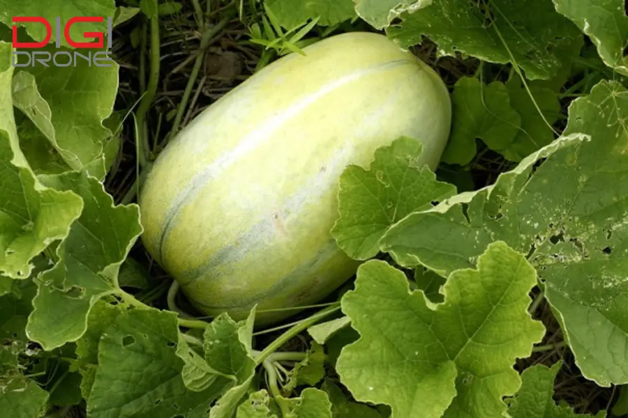 phun thuốc cho cây dưa gang phun thuốc cho cây dưa gang