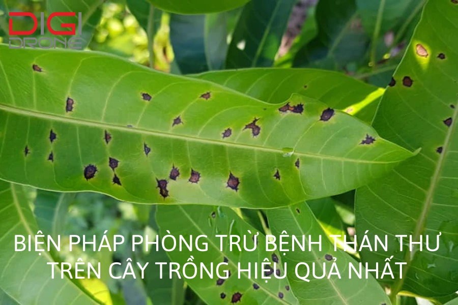 Biện Pháp Phòng Trừ Bệnh Thán Thư Trên Cây Trồng Hiệu Quả Nhất