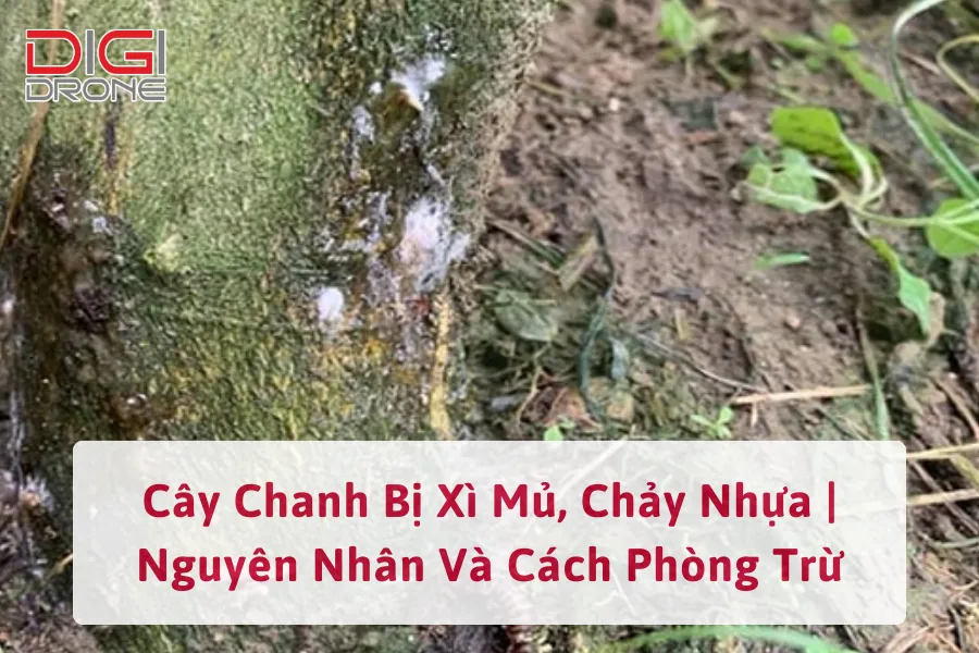 Cây Chanh Bị Xì Mủ, Chảy Nhựa | Nguyên Nhân Và Cách Phòng Trừ