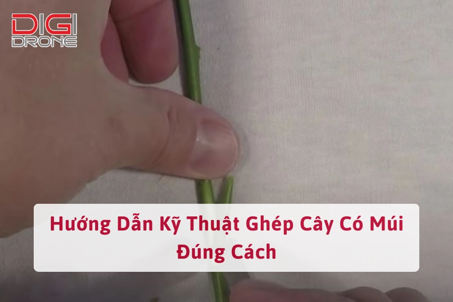 Hướng Dẫn Kỹ Thuật Ghép Cây Có Múi Đúng Cách