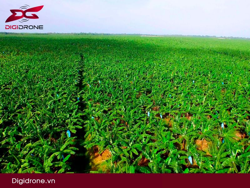 Máy bay phun thuốc cây chuối hiệu quả cao