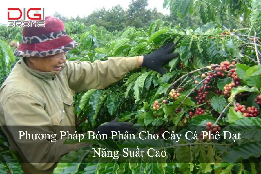 Phương Pháp Bón Phân Cho Cây Cà Phê Đạt Năng Suất Cao