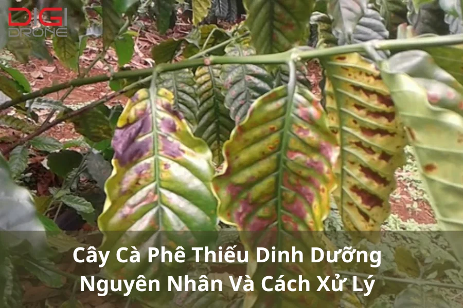 Cây Cà Phê Thiếu Dinh Dưỡng | Nguyên Nhân Và Cách Xử Lý