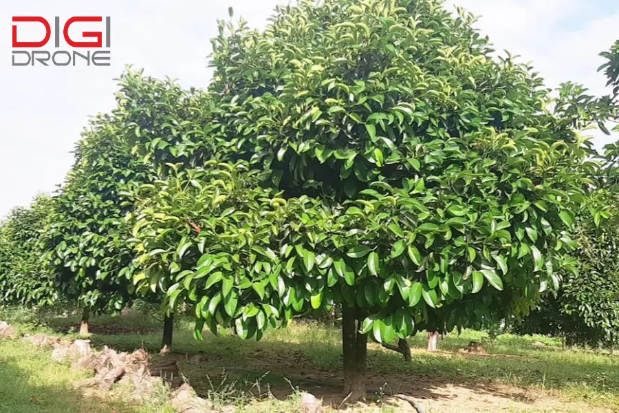 phun thuốc cho cây măng cụt