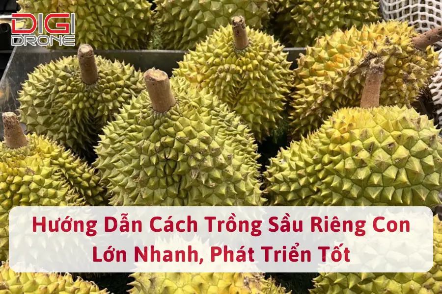 Hướng Dẫn Cách Trồng Sầu Riêng Con Lớn Nhanh, Phát Triển Tốt