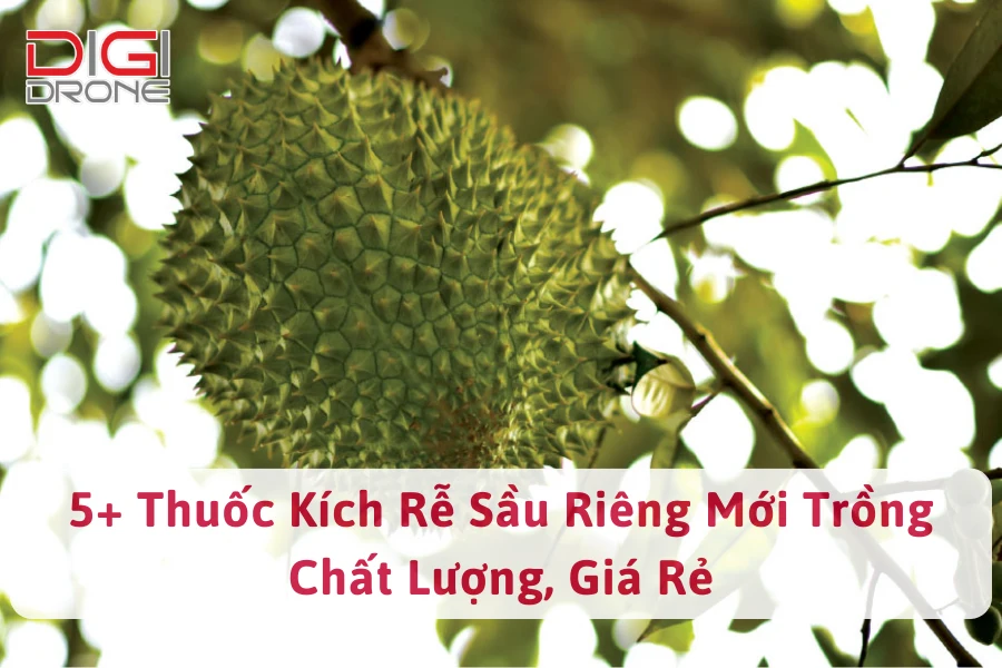 5+ Thuốc Kích Rễ Sầu Riêng Mới Trồng Chất Lượng, Giá Rẻ