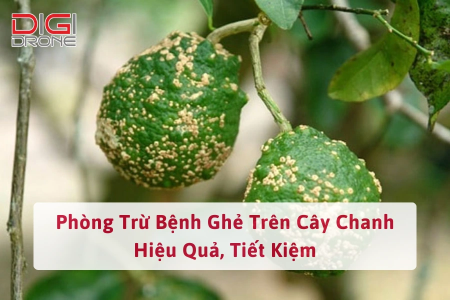 Phòng Trừ Bệnh Ghẻ Trên Cây Chanh Hiệu Quả, Tiết Kiệm