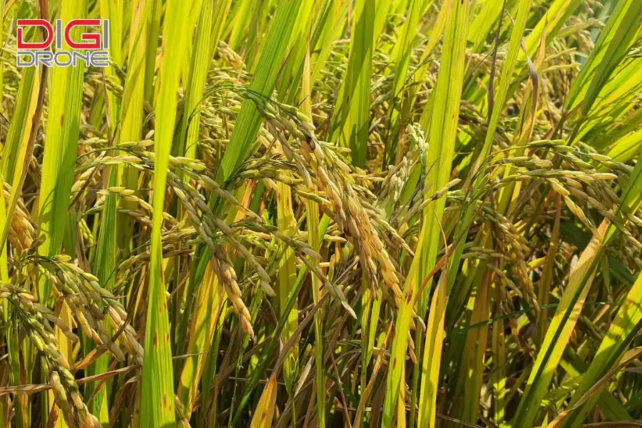 Kiểm tra nảy mầm