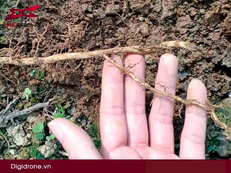 Bệnh thối rễ sầu riêng nguyên nhân & cách phòng bệnh