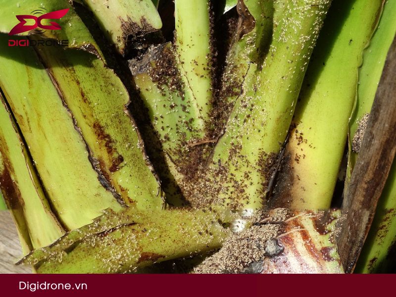 Sâu bệnh hại chính trên cây chuối & biện pháp phòng trừ