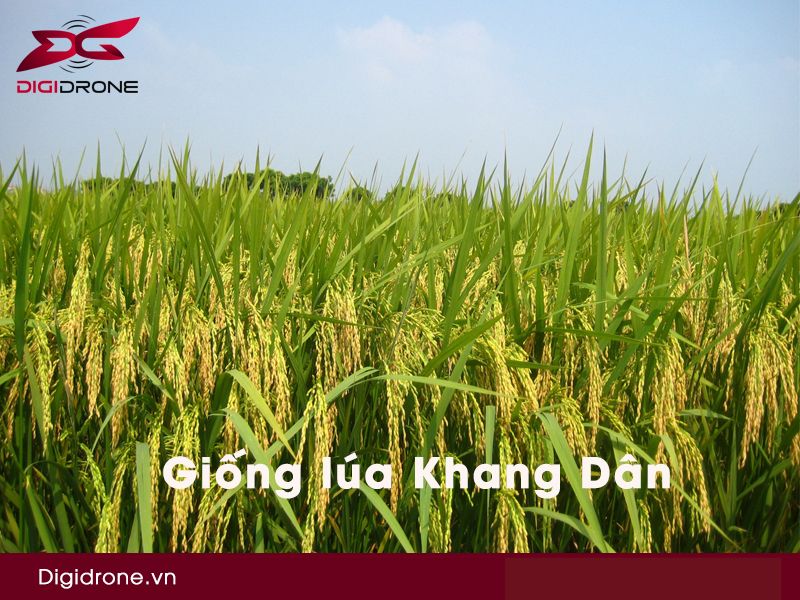 Đặc điểm của giống lúa Khang dân 18