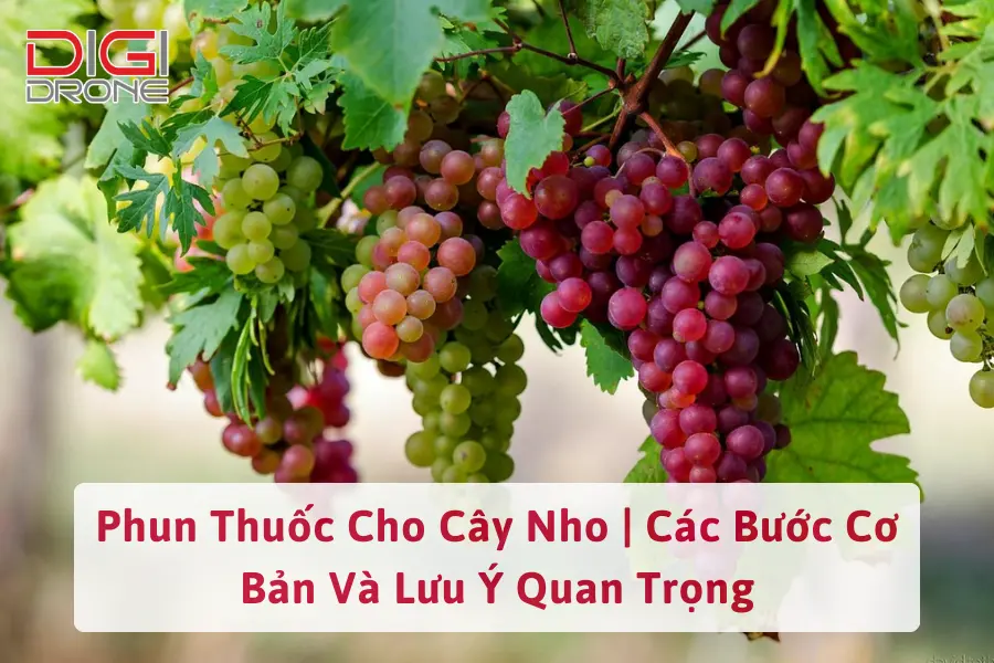 Phun Thuốc Cho Cây Nho | Các Bước Cơ Bản Và Lưu Ý Quan Trọng