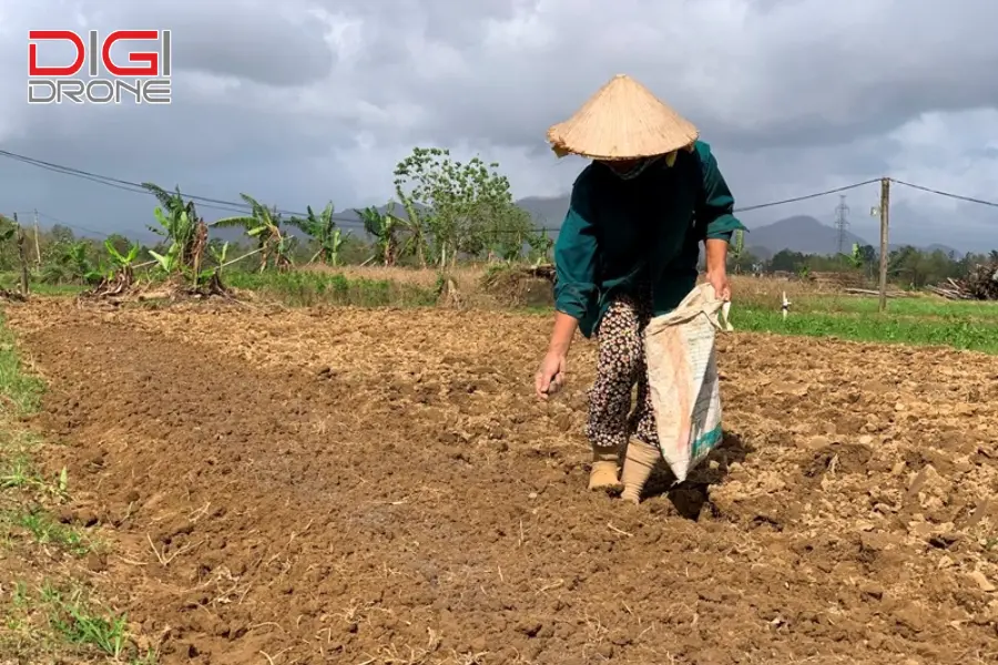 Kỹ thuật bón thúc cho ruộng khoai tây