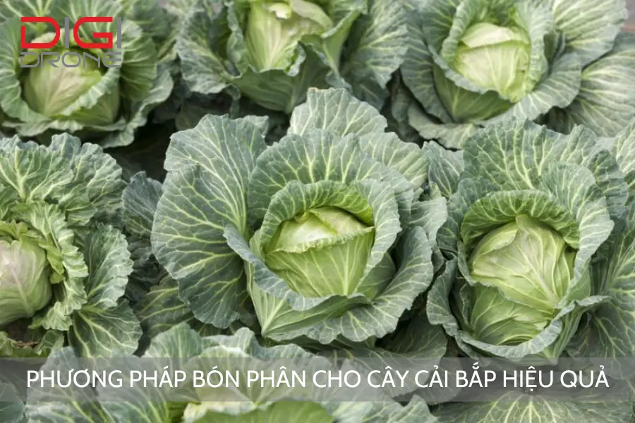 Phương Pháp Bón Phân Cho Cây Cải Bắp Hiệu Quả