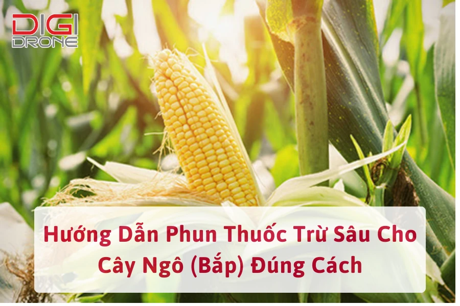 Hướng Dẫn Phun Thuốc Trừ Sâu Cho Cây Ngô (Bắp) Đúng Cách