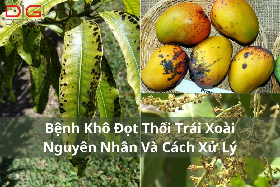 Bệnh Khô Đọt Thối Trái Xoài | Nguyên Nhân Và Cách Xử Lý