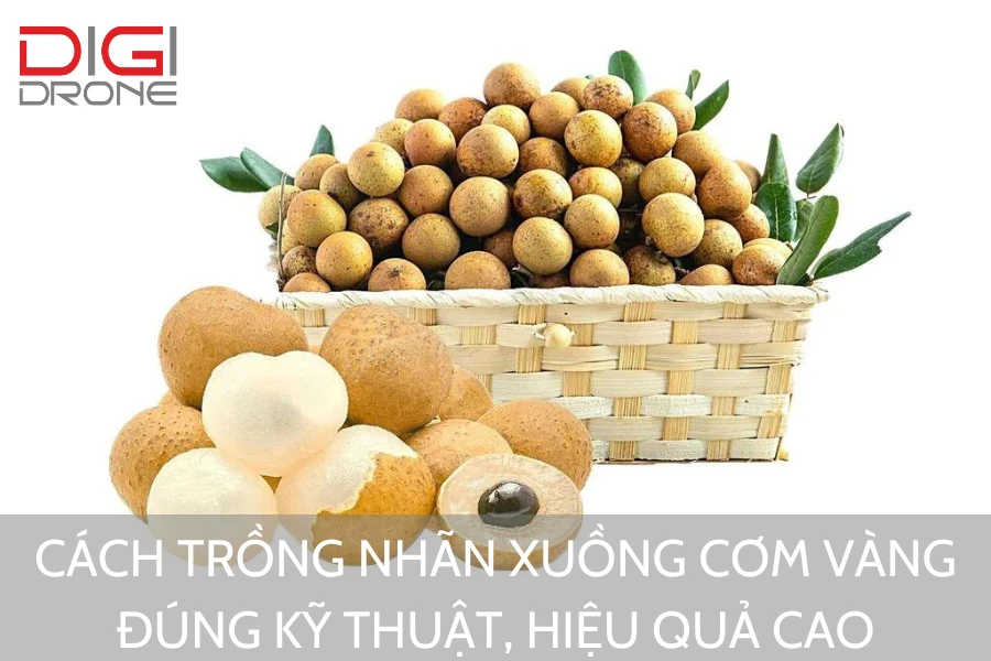 Cách Trồng Nhãn Xuồng Cơm Vàng Đúng Kỹ Thuật, Hiệu Quả Cao