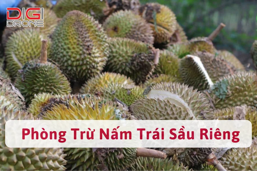 Nấm Trái Sầu Riêng | Nguyên Nhân Và Cách Phòng Trừ Hiệu Quả