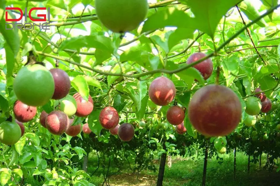 phun thuốc cho cây chanh dây phun thuốc cho cây chanh dây