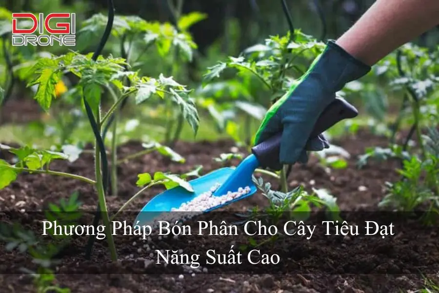 Phương Pháp Bón Phân Cho Cây Tiêu Đạt Năng Suất Cao