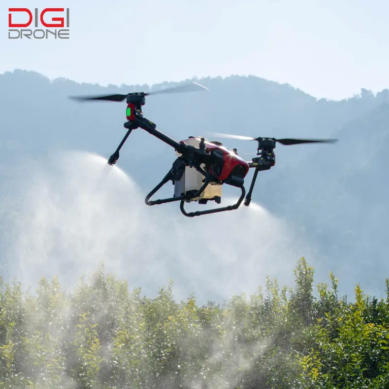 Theo dõi tình trạng cây đu đủ sau khi phun thuốc Theo dõi tình trạng cây đu đủ sau khi phun thuốc