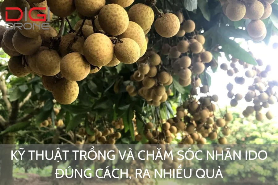 Kỹ Thuật Trồng Và Chăm Sóc Nhãn Ido Đúng Cách, Ra Nhiều Quả