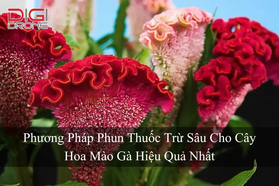 Phương Pháp Phun Thuốc Trừ Sâu Cho Cây Hoa Mào Gà Hiệu Quả Nhất