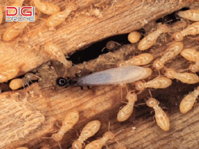 Các phương pháp diệt mối ăn cây trồng hiệu quả