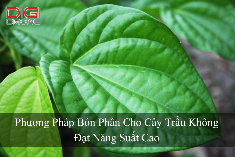 Phương Pháp Bón Phân Cho Cây Trầu Không Đạt Năng Suất Cao