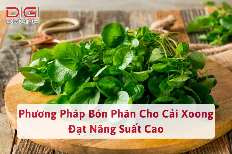 Phương Pháp Bón Phân Cho Cải Xoong Đạt Năng Suất Cao