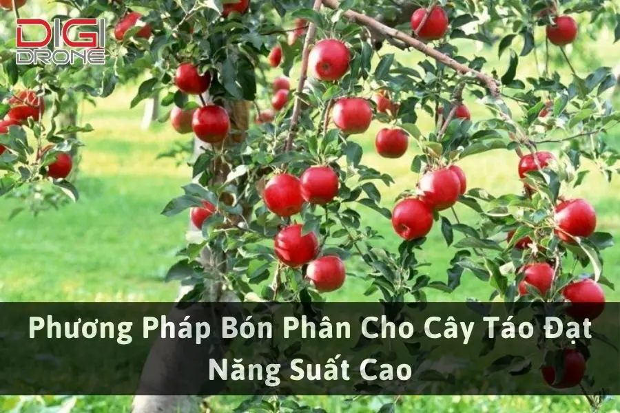 Phương Pháp Bón Phân Cho Cây Táo Đạt Năng Suất Cao