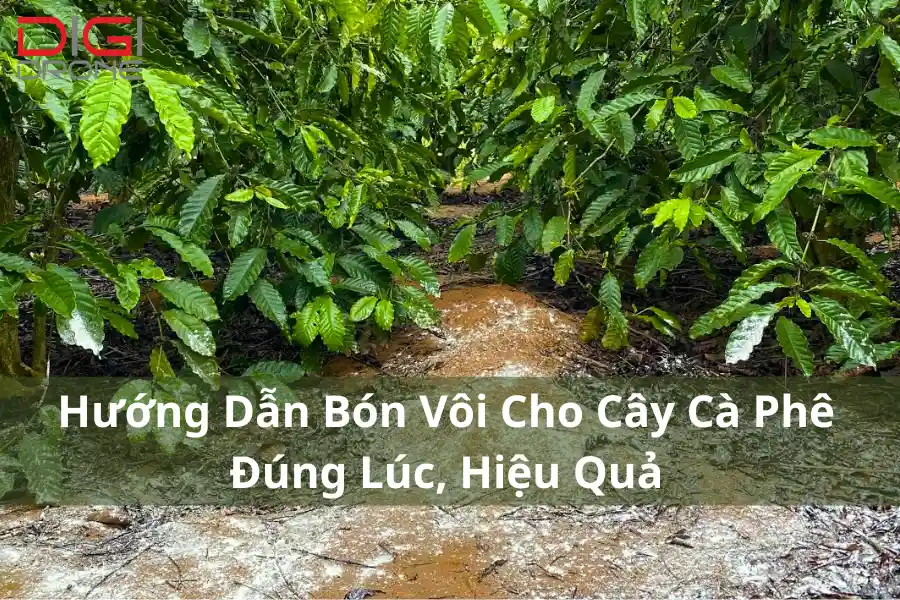 Hướng Dẫn Bón Vôi Cho Cây Cà Phê Đúng Lúc, Hiệu Quả