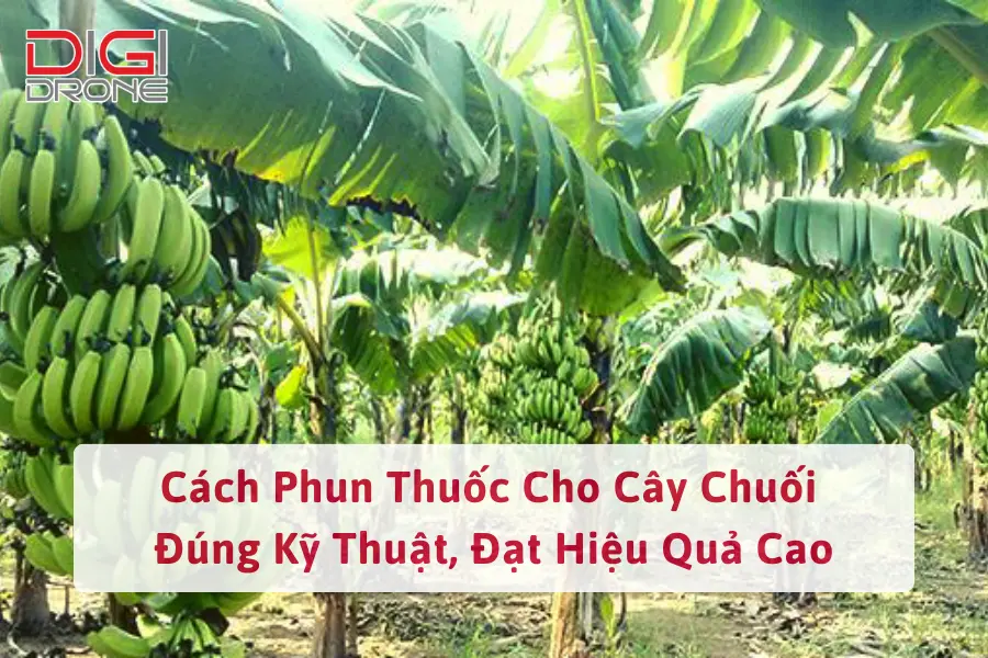 Cách Phun Thuốc Cho Cây Chuối Đúng Kỹ Thuật, Đạt Hiệu Quả Cao