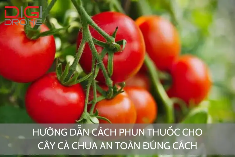 Hướng Dẫn Cách Phun Thuốc Cho Cây Cà Chua An Toàn Đúng Cách
