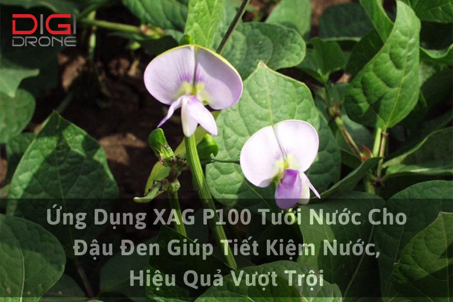 Ứng Dụng XAG P100 Tưới Nước Cho Đậu Đen Giúp Tiết Kiệm Nước, Hiệu Quả Vượt Trội