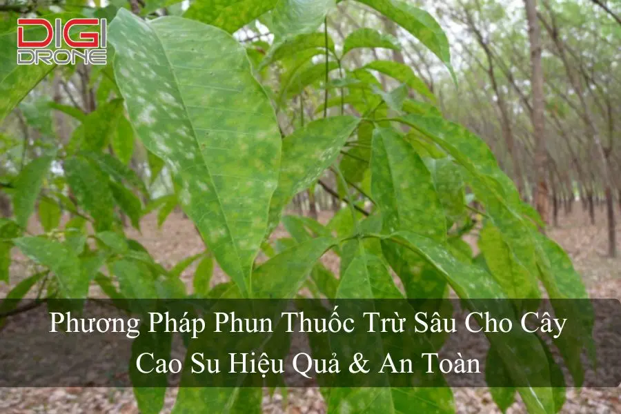 Phương Pháp Phun Thuốc Trừ Sâu Cho Cây Cao Su Hiệu Quả & An Toàn