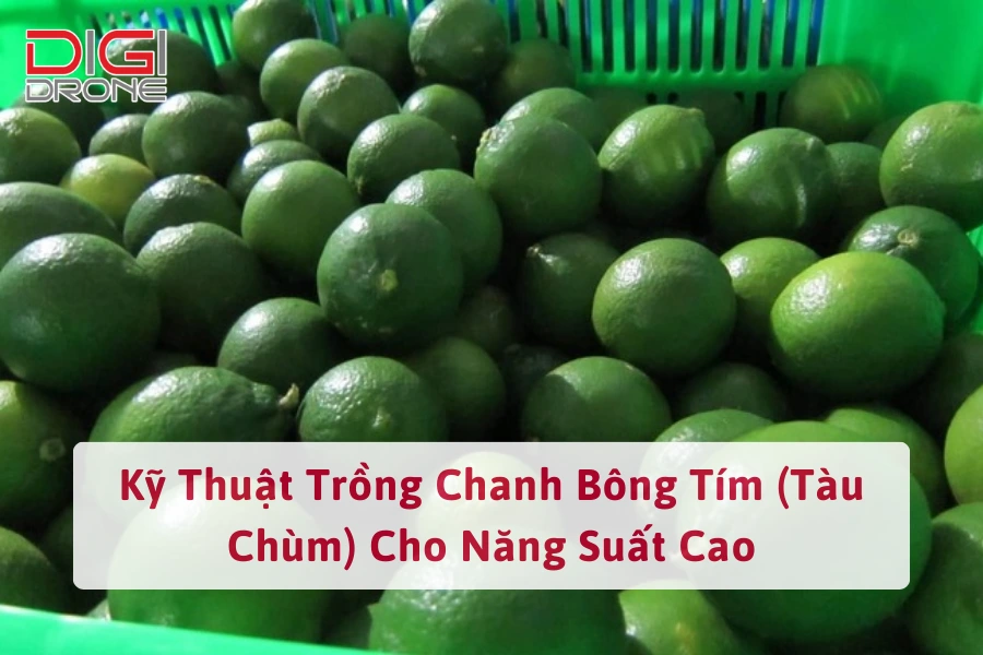 Kỹ Thuật Trồng Chanh Bông Tím (Tàu Chùm) Cho Năng Suất Cao