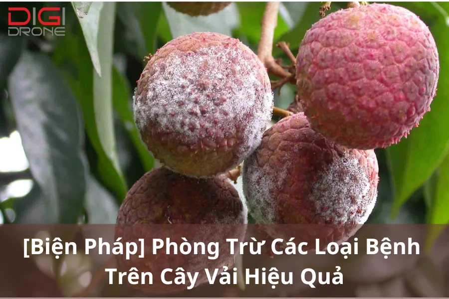 [Biện Pháp] Phòng Trừ Các Loại Bệnh Trên Cây Vải Hiệu Quả