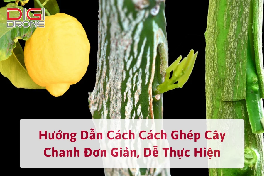 Hướng Dẫn Cách Cách Ghép Cây Chanh Đơn Giản, Dễ Thực Hiện