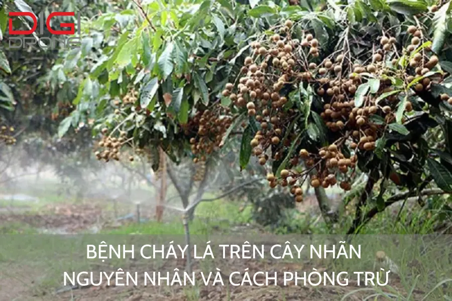 Bệnh Cháy Lá Trên Cây Nhãn | Nguyên Nhân Và Cách Phòng Trừ