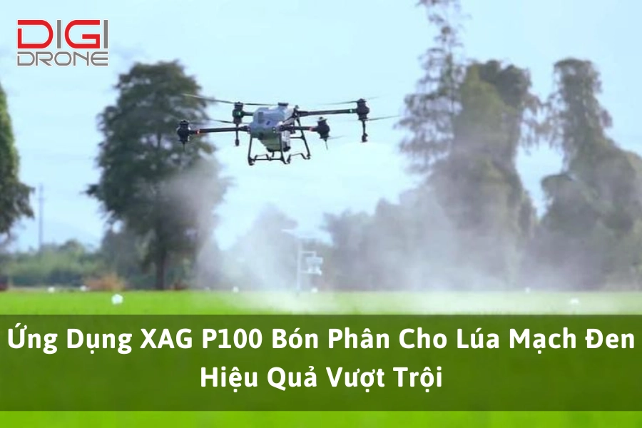 Ứng Dụng XAG P100 Bón Phân Cho Lúa Mạch Đen Hiệu Quả Vượt Trội