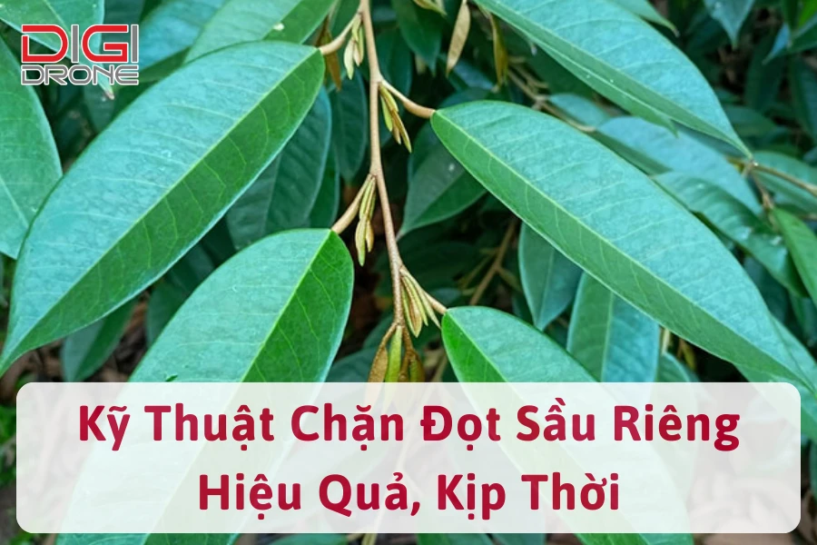 [Hướng Dẫn] Kỹ Thuật Chặn Đọt Sầu Riêng Hiệu Quả, Kịp Thời