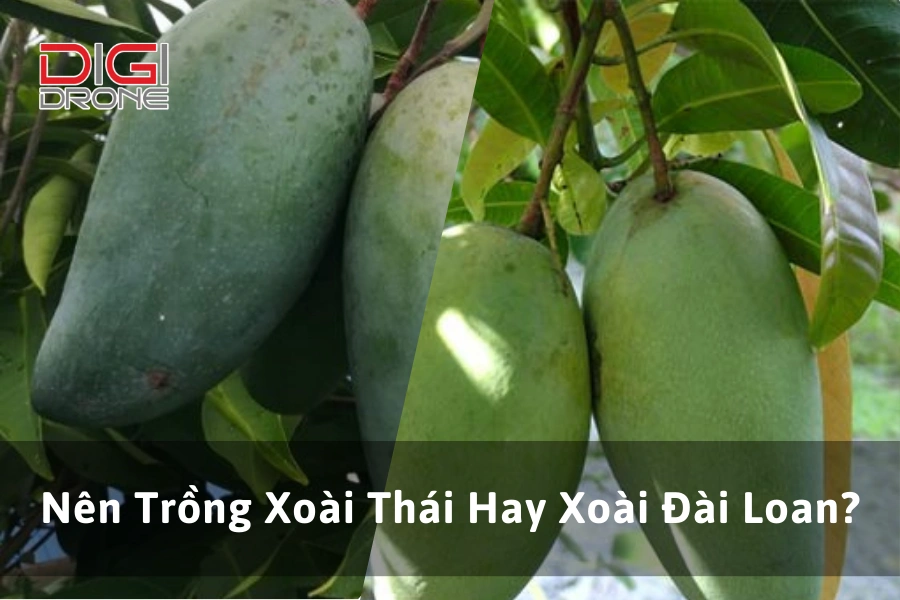Nên Trồng Xoài Thái Hay Xoài Đài Loan?
