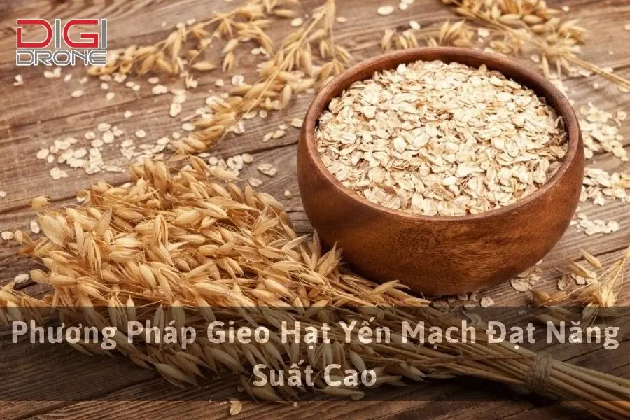 Phương Pháp Gieo Hạt Yến Mạch Đạt Năng Suất Cao