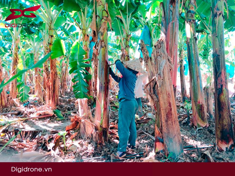 Trồng cây chuối ở Đồng Nai hiệu quả & năng suất cao