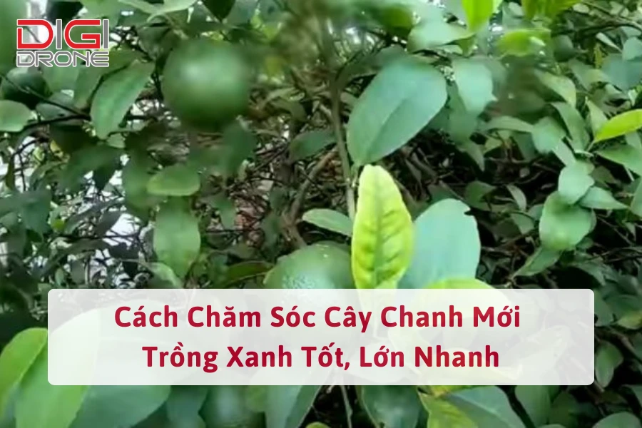 Cách Chăm Sóc Cây Chanh Mới Trồng Xanh Tốt, Lớn Nhanh