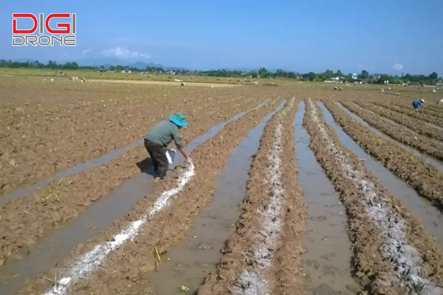 Kỹ thuật bón thúc cho cây lúa