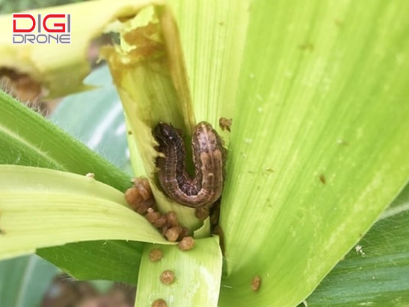 5 biện pháp phòng trừ sâu xám hiệu quả