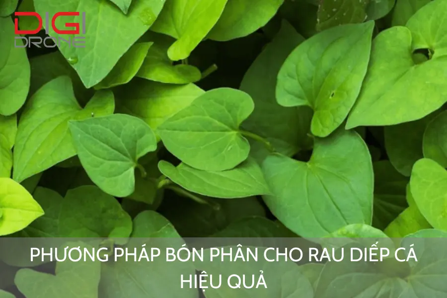 Phương Pháp Bón Phân Cho Rau Diếp Cá Hiệu Quả